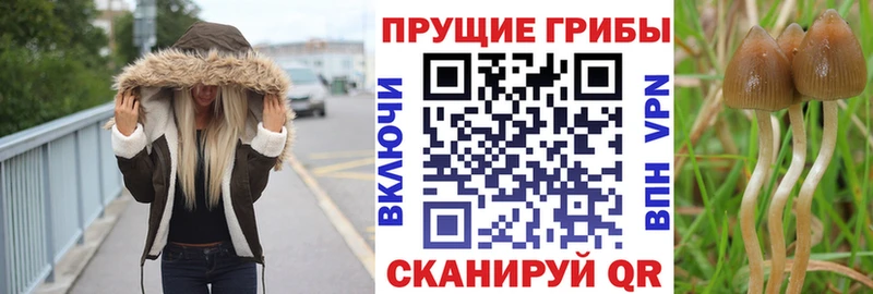 дарк нет формула  Тольятти  Псилоцибиновые грибы GOLDEN TEACHER 